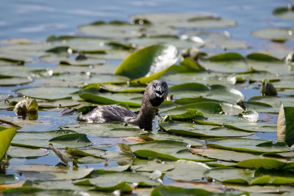 Photo Grèbe Bec Pied Nageant Parmi Les Feuilles Nénuphar Vancouver — Photo