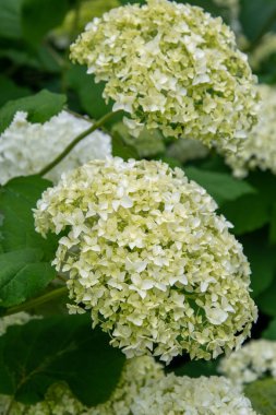 Beyaz ortancaların resmi. Vancouver BC Kanada