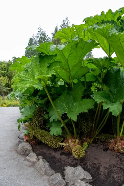 Picture Some Gunnera Plants Vancouver Canada — Stock Photo, Image