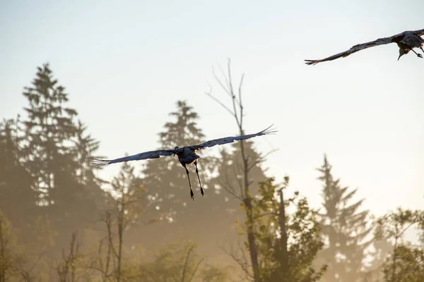 Een Paar Zandheuvelkranen Die Door Lucht Vliegen Vancouver Canada — Stockfoto