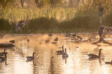Bir çift kum tepesi turnası sabahın erken saatlerinde sisli bir göle iniyor. Vancouver BC Kanada