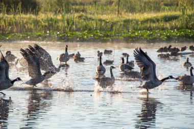 Gölden kalkan Kanada kazları. Vancouver BC Kanada