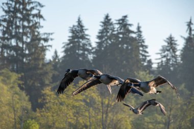 Kanada kazı gökyüzünde uçuyor. Vancouver BC Kanada