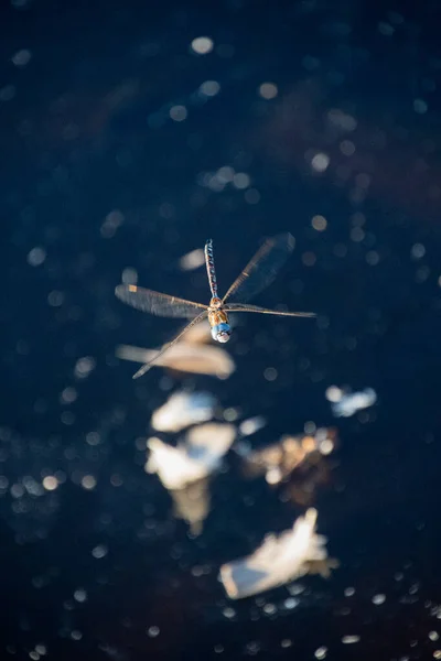 一张蜻蜓在空中盘旋的照片 Bc加拿大温哥华 — 图库照片