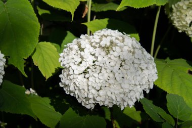 Beyaz ortancaların resmi. Vancouver BC Kanada