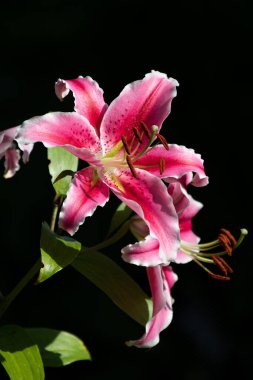 Kırmızı Zambak 'a yakın çekim. Vancouver BC Kanada