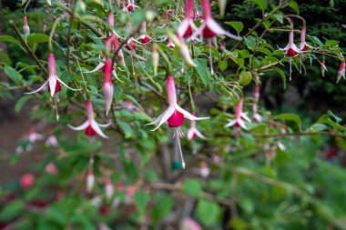 Bahçedeki bazı fuşya çiçeklerinin resmi. Vancouver BC Kanada