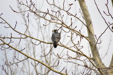 Dala tünemiş bir şahin. Vancouver BC Kanada