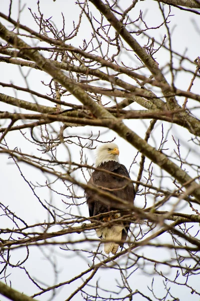 Ein Weißkopfseeadler Hockt Auf Dem Ast Vancouver Kanada — Stockfoto