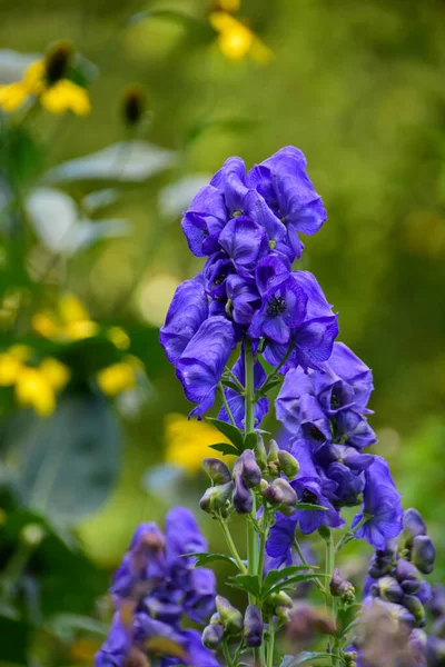 Retrato Monkshood Que Floresce Jardim Victoria Canadá — Fotografia de Stock