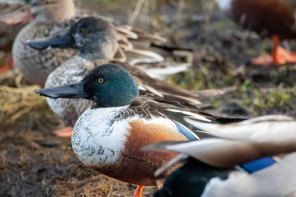 Eine Nahaufnahme Einer Nördlichen Schaufel Delta Kanada — Stockfoto