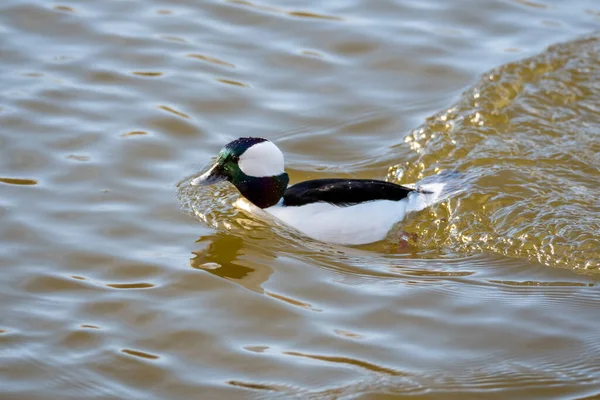 Primer Plano Una Cabeza Buey Nadando Estanque Delta Canadá — Foto de Stock
