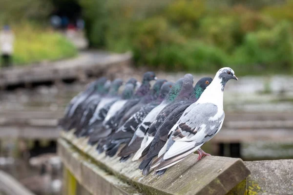 Many Rock Doves Perching Fence Vancouver Canada — Stock Photo, Image