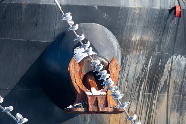 Birçok martı demirleme halatına tünemiş. BC Vancouver Kanada.