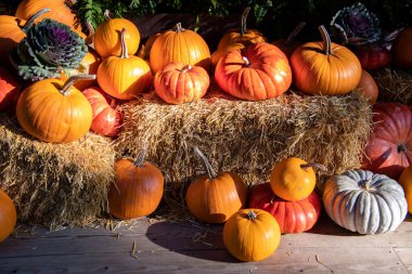Çeşitli kış kabakları ve balkabakları açık bir alanı dekore etmek için kullanılıyor. Kuzey Vancouver BC Kanada
