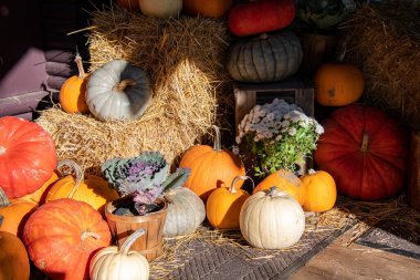 Çeşitli kış kabakları ve balkabakları açık bir alanı dekore etmek için kullanılıyor. Kuzey Vancouver BC Kanada