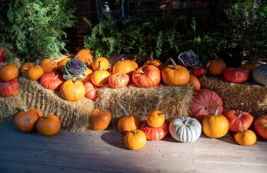 Sonbahar kutlama dekorasyonu için balkabakları. Kuzey Vancouver BC Kanada