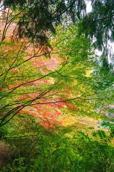 Ein Bild Der Herbstszene Victoria Kanada — Stockfoto