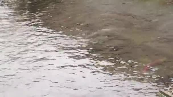 在孵化场里游泳的各种鲑鱼的电影 不列颠哥伦比亚省Weaver Creek — 图库视频影像