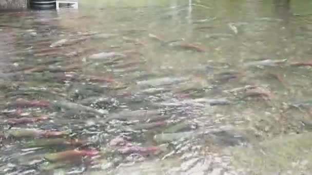 在孵化场里游泳的各种鲑鱼的电影 不列颠哥伦比亚省Weaver Creek — 图库视频影像
