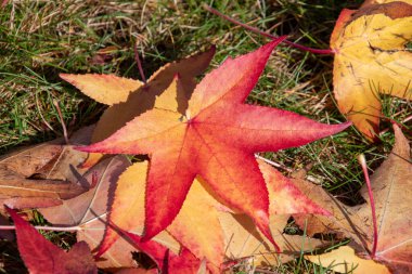 Yere düşen kırmızı ve sarı yaprakların bir resmi. Vancouver BC Kanada