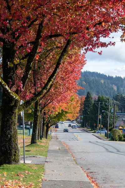 Barevná Řada Stromů Vancouver Canada — Stock fotografie