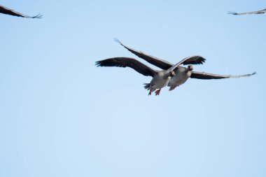 Gökyüzünde uçan daha büyük beyaz önlü kaz sürüsü. Vancouver BC Kanada