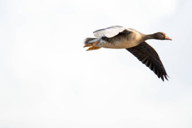 Gökyüzünde uçan daha büyük beyaz önlü bir kaz. Vancouver BC Kanada