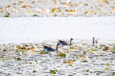 Gölde yüzen büyük beyaz önlü kazlar. Vancouver BC Kanada