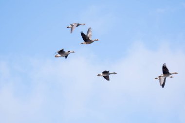 Gökyüzünde uçan daha büyük beyaz önlü kaz sürüsü. Vancouver BC Kanada