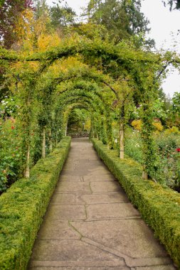 A picture of a vine rose tunnel and a pathway in autumn.   Victoria BC Canada clipart
