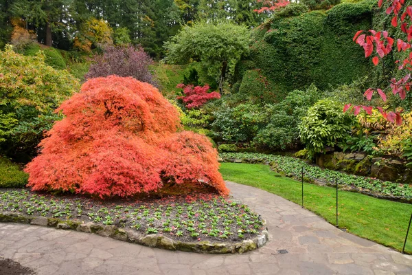 Una Imagen Jardín Bien Cuidado Camino Otoño Victoria Canadá — Foto de Stock