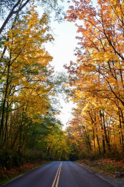 Uzun gagalı bir Dowitcher kanatlarını açıyor. Vancouver BC Kanada