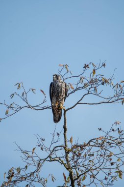 Ağaçta dinlenen bir Peregrine şahini. Burnaby BC Kanada