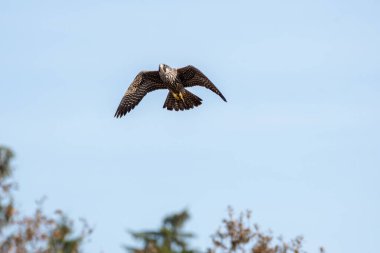 Bir Peregrine şahini avına geri dönüyor. Burnaby BC Kanada
