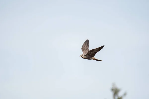 Falcão Peregrino Voando Céu Burnaby Canadá — Fotografia de Stock