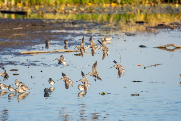 Een Kudde Langhoudende Dowitchers Die Een Landing Maken Vancouver Canada — Stockfoto