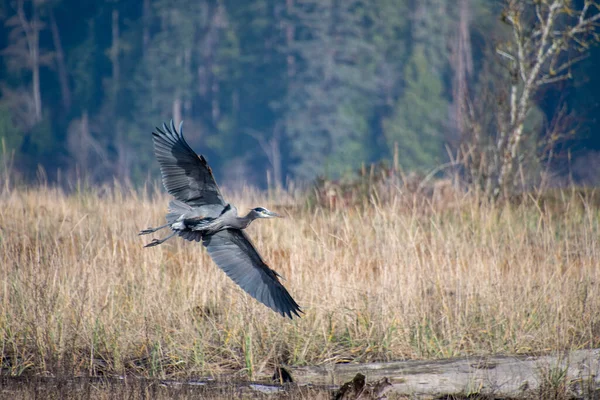 Stor Blå Häger Som Flyger Luften Richmond Kanada — Stockfoto