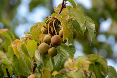 Mendil ağacının meyveleri. Vancouver BC Kanada