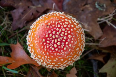 Fly Agaric 'in yakın çekimi. Vancouver BC Kanada