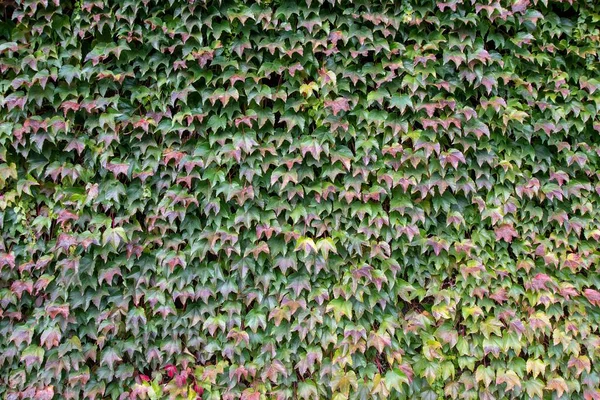 A picture of the wall covered with ivy leaves.   Vancouver BC Canada