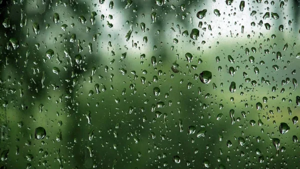 Summer rain. Raindrops on the window pane. Silhouettes of green trees outside the window.