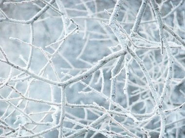 # Buz tutmuş bir ağacın dalı #