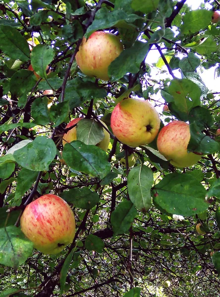 Äpfel Ernten Reife Äpfel Einem Zweig Apfelplantage — Stockfoto