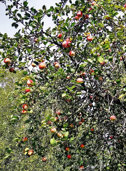 苹果园 阳光灿烂的日子 熟苹果 — 图库照片