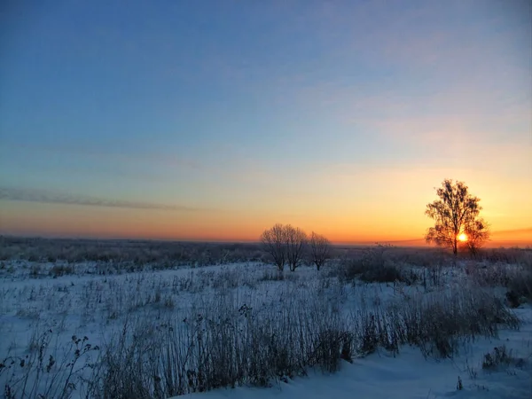 Early morning. Sunrise. Snow-covered winter field. Landscape with a tree.