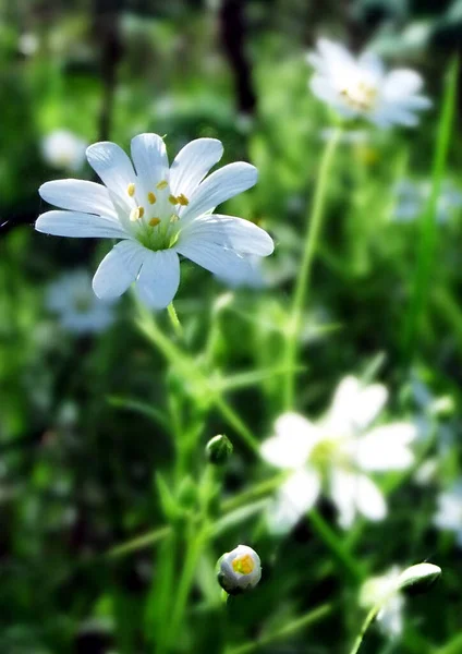 Küçük beyaz bir çiçek ormanının fotoğrafı.