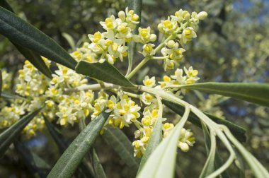 Zeytin ağacı çiçek. Çiçekleri tam zeytin ağacının dalını