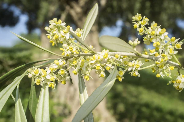 Olijfbomen Bloei Tak Van Olijfboom Vol Bloemen — Stockfoto