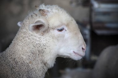 Merina koyun saf ırk ahır,: Extremadura, Spain, az ram. Profil portre